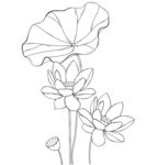 荷花荷叶线描图案 矢量图