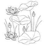 黑白线描荷花荷叶图 矢量图