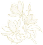 玉兰花线条插画 矢量图