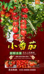  圣女果  