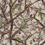 迷彩 树枝 绿叶 