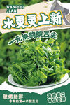 豌豆尖海报