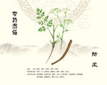 传统中药防风展示