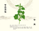 苍耳植物展示图