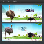 鸵鸟
