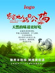 天然散养公鸡美味好营养