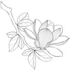 玉兰花枝线描图 矢量图