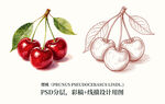 手绘樱桃图