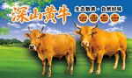 黄牛展板