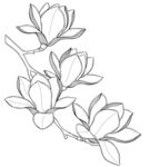 玉兰花枝线稿图 矢量图