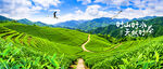 茶山