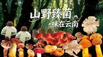 野生菌海报