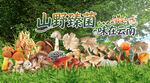 野生菌广告