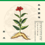 白术植物插画展示