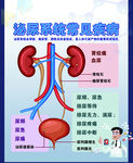 泌尿系统常见疾病