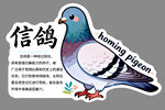 信鸽图案贴纸展示