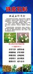 夏季养生中草药铁皮石斛宣传海报