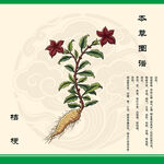 桔梗根草药插画展示