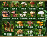 多种珍稀牛肝菌展示