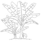 香蕉植株线稿图 矢量图