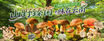 野生菌海报