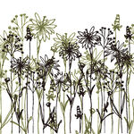 手绘花卉植物插画