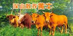 散养黄牛
