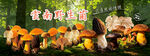 云南野生菌