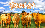 黄牛海报