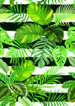 热带植物