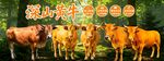 散养黄牛