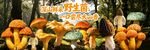 野生菌海报