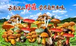 野生菌