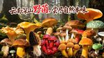 野生菌广告  