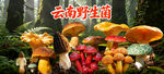 野生菌广告  