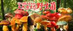 云南野生菌
