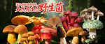 野生菌广告  