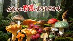 野生菌