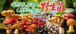 野生菌广告 