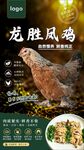 龙胜凤鸡
