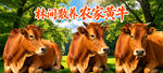 黄牛海报