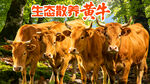 黄牛海报