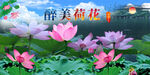 荷花 