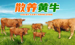 生态黄牛