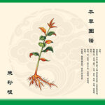 朱砂根植物图示