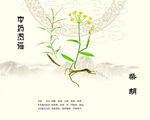 中药柴胡植株展示