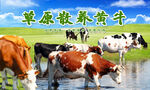 草原黄牛