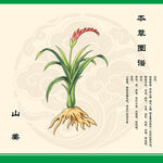 山姜植物图示