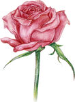 手绘粉色玫瑰花插画免扣素材