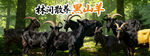  黑山羊